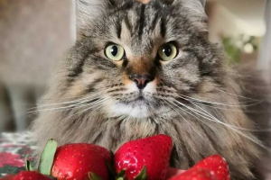 Я можу годувати cat полуницю? Я можу годувати cat полуницю?